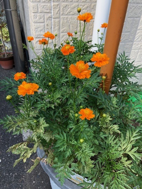 orangegardening2023_7