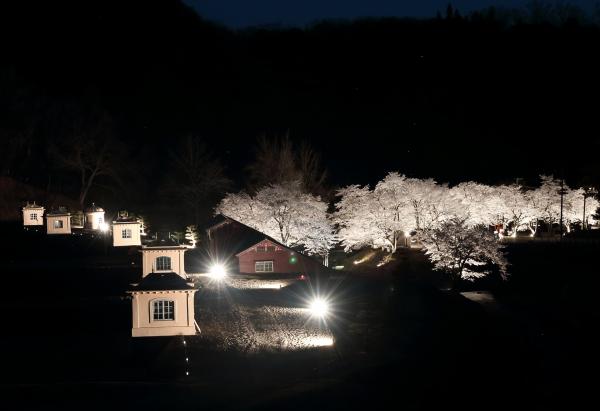 美歎の夜桜