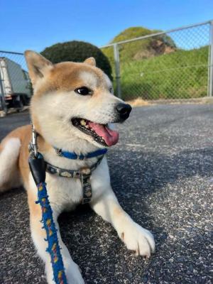 くじらが斜めを向いて座っている写真