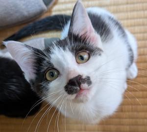 黒白の子猫の写真