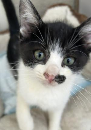 黒白の子猫の写真
