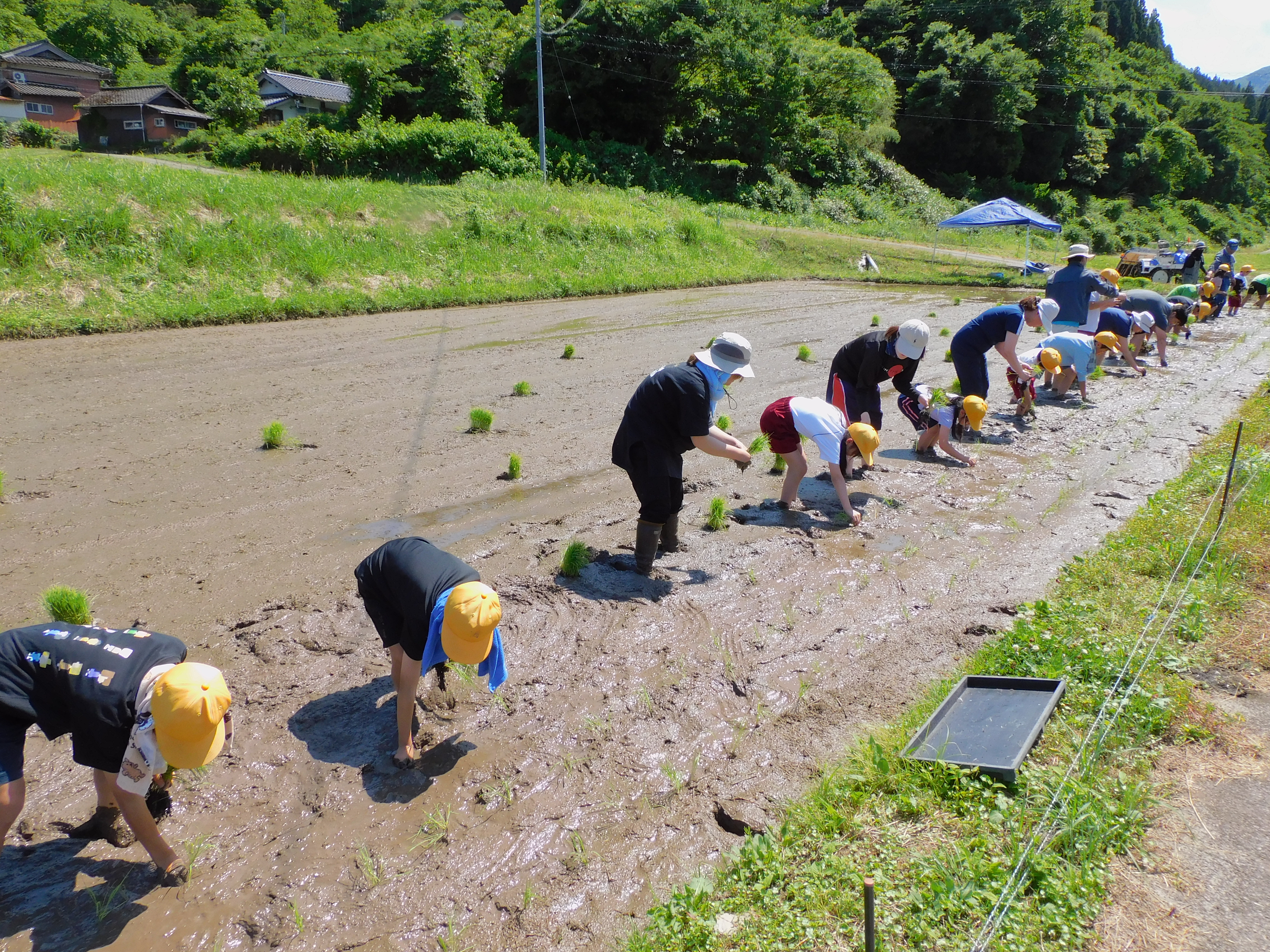 田植え