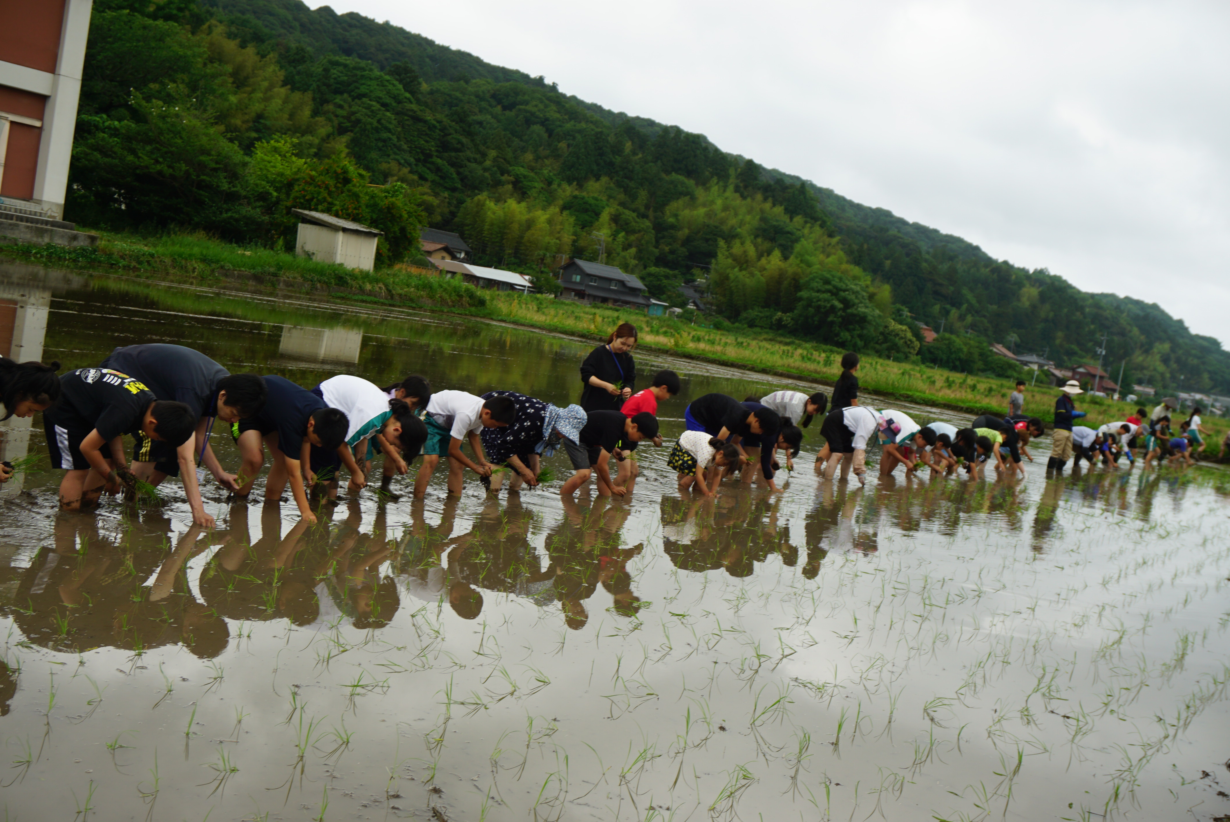 田植え