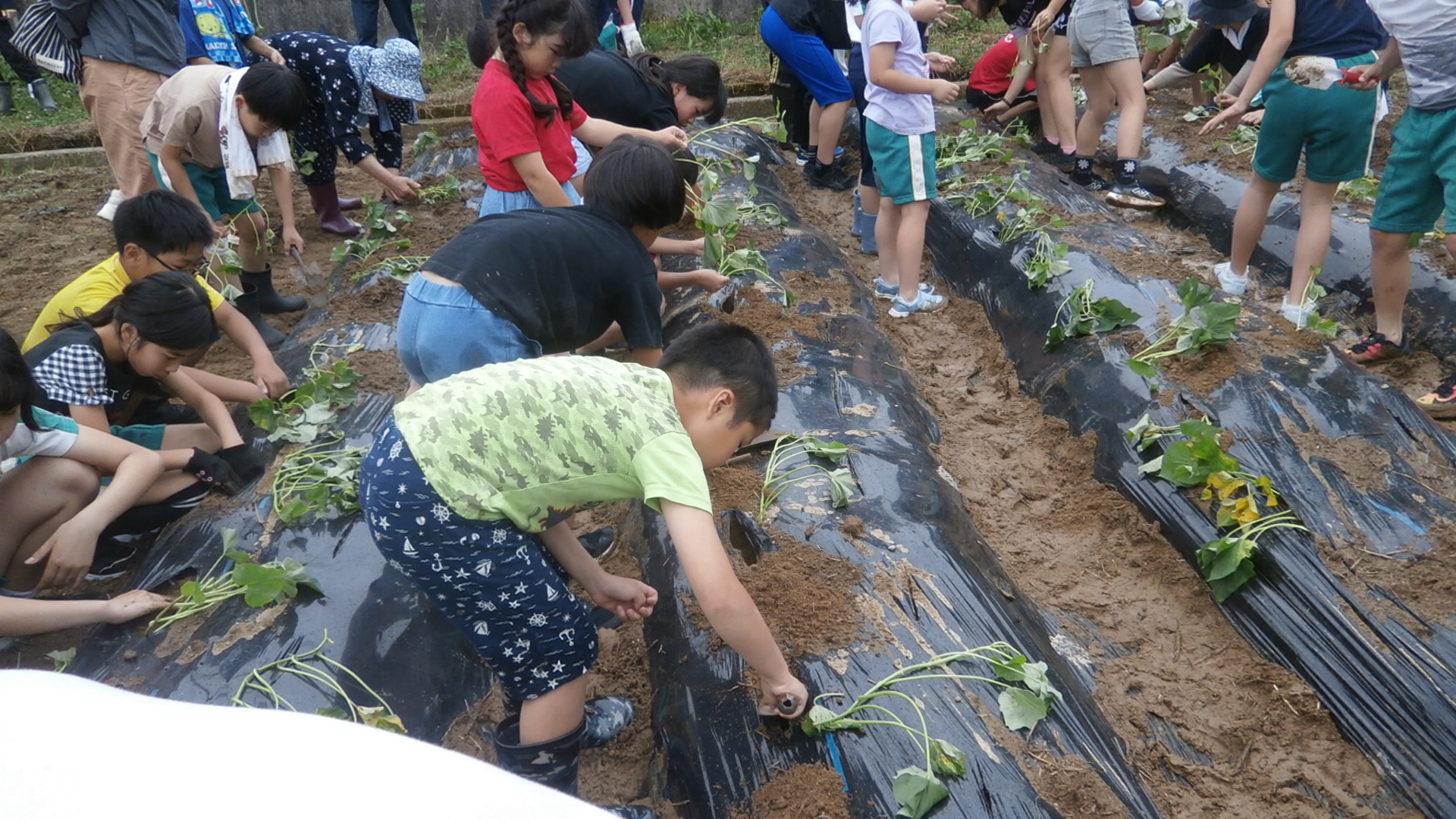 さつまいもの苗植え