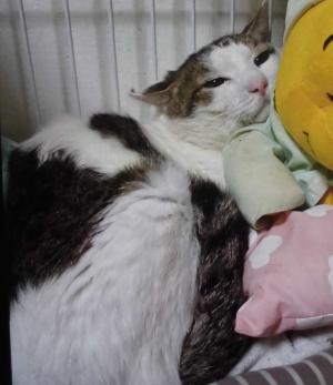 マッキーの写真