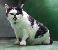 猫の画像