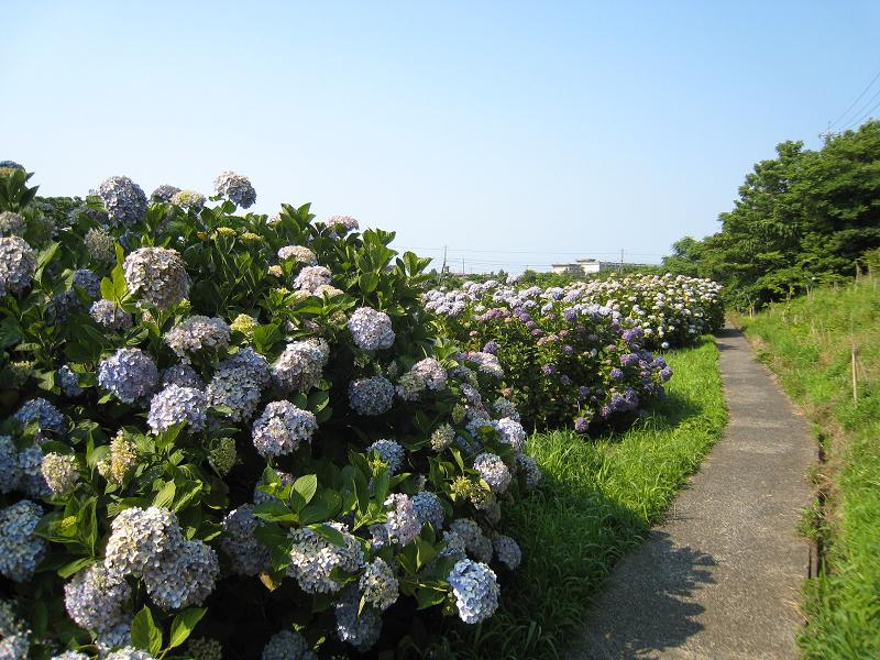 あじさい公園の画像1