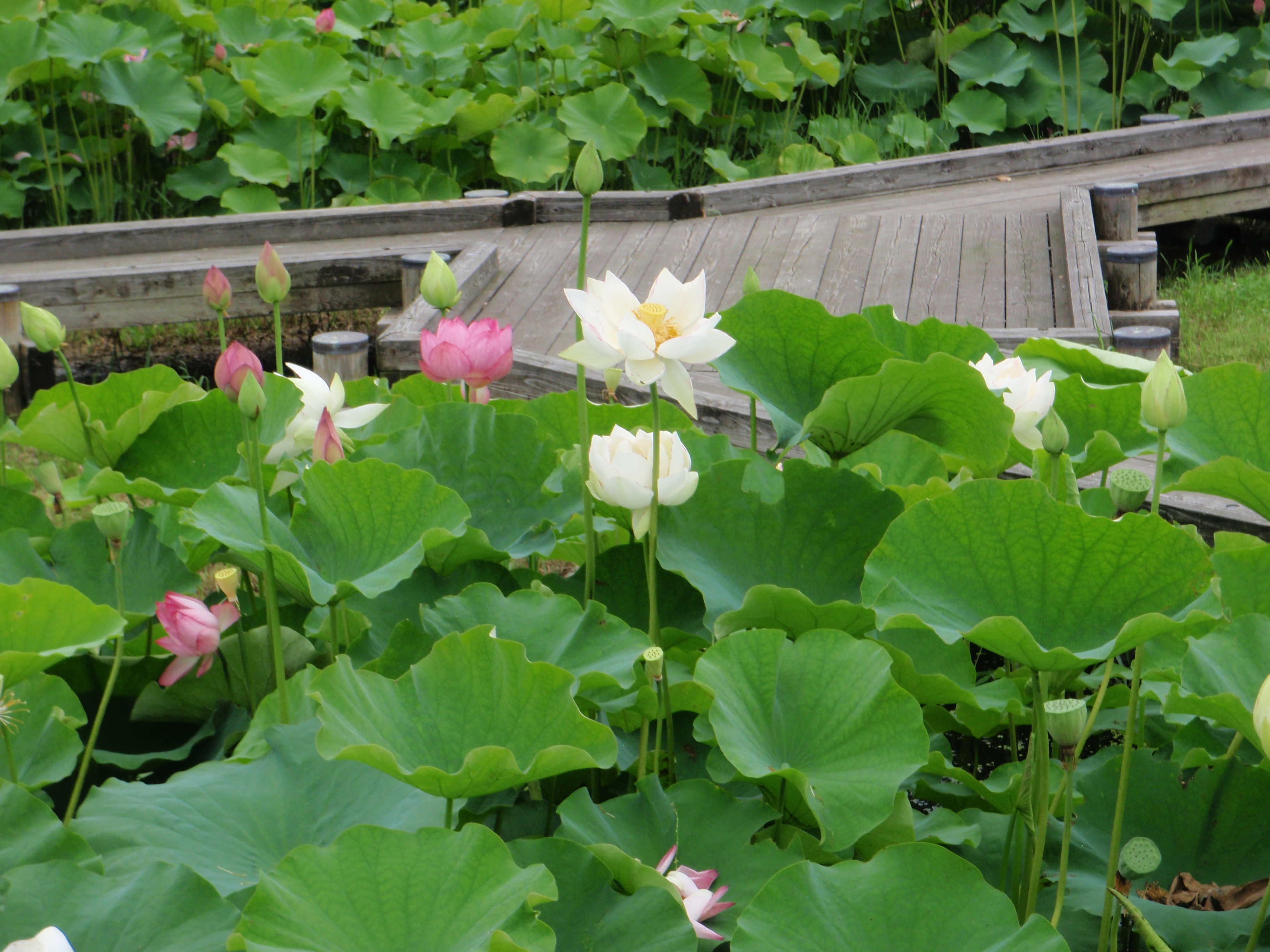 湖山池公園でハス観賞についての画像1