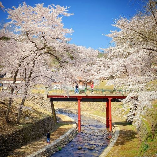 鳥取の桜の名所、美歎(みたに)水源地の画像1