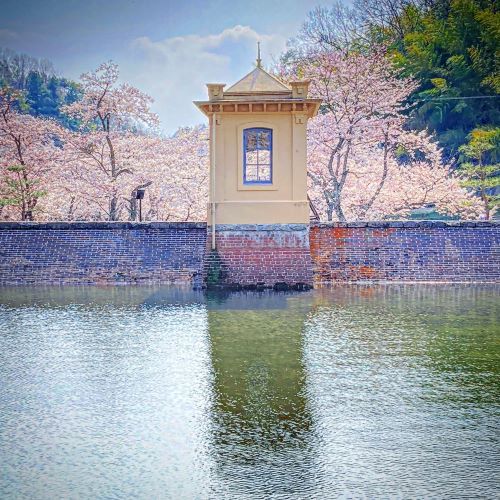 鳥取の桜の名所、美歎(みたに)水源地の画像2