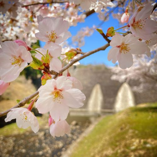 鳥取の桜の名所、美歎(みたに)水源地の画像3