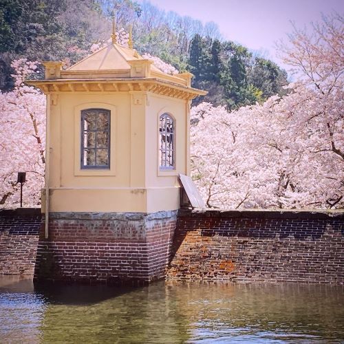 鳥取の桜の名所、美歎(みたに)水源地の画像4