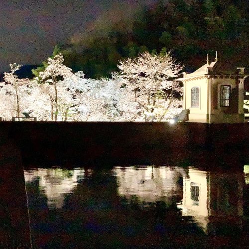 鳥取の夜桜ライトアップ撮影スポット美歎(みたに)水源地の画像1