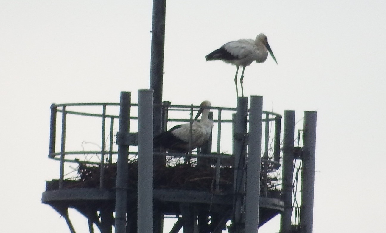 kounotori コウノトリの画像
