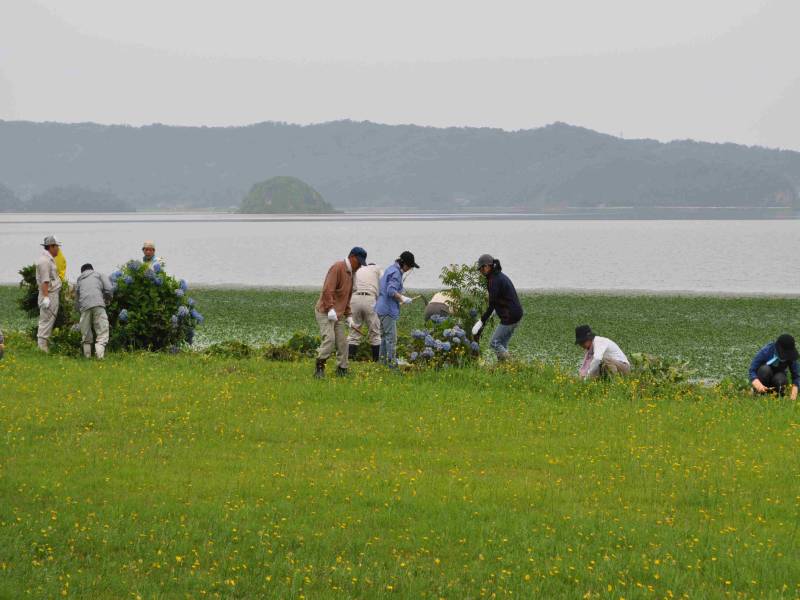 湖山池を守る会 美化活動2