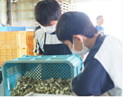 福部未来学園 らっきょう体験