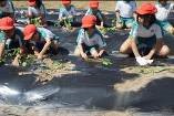 瑞穂小　サツマイモの苗植え
