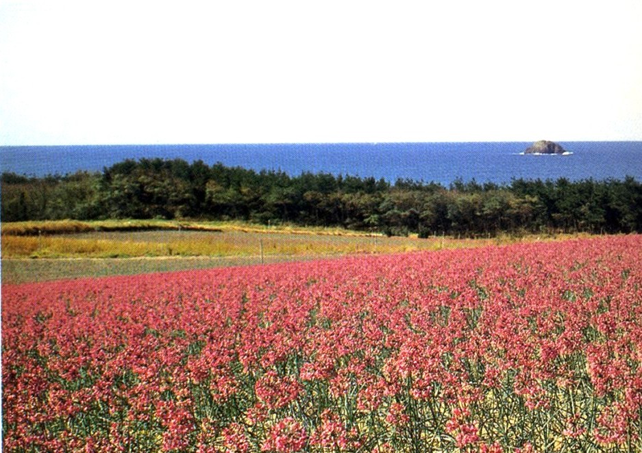 らっきょうの花畑