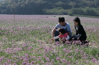 表紙写真：らっきょうの花が見事に咲きそろいました（2009年10月31日）