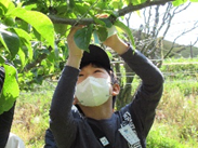 福部未来学園　梨体験