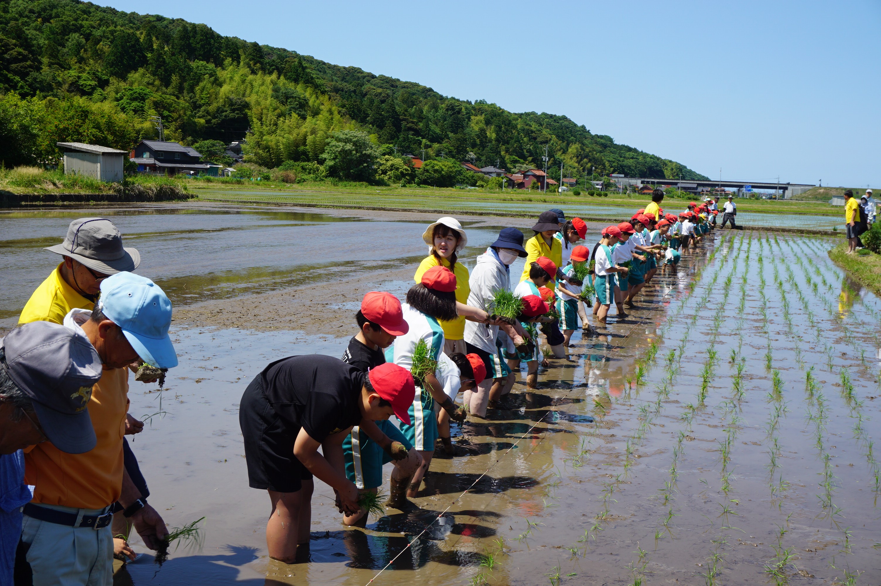 瑞穂小　田植え