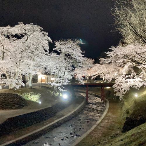 鳥取の夜桜ライトアップ撮影スポット美歎（みたに）水源地