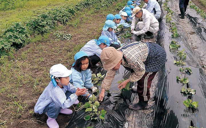 こどもたちが苗を植える様子